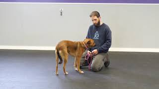 Training a Fear Aggressive Dog [upl. by Bartle]