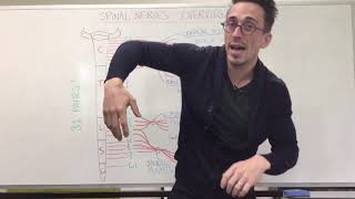 Spinal Nerve Plexus  Peripheral Nervous System [upl. by Massie]