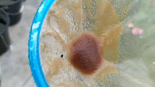 How to culture daphnia moina in a small container Part 1 English Subtitle [upl. by Terti]