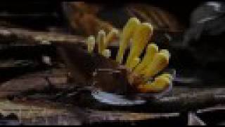 Cordyceps Fungus  The mindcontrol KillerFungi [upl. by Kilby]