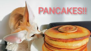 Tiny Fox Tiny Pancake [upl. by Ile]