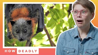 Are Bats the most misunderstood animals in Australia  REACTION [upl. by Hamas]