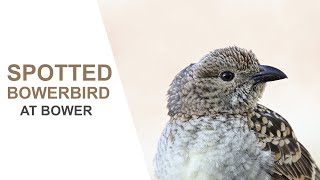 Australian Birds Spotted Bowerbird Attending Bower QueenslandAustralian Bird Media Nikon Z6 [upl. by Puttergill]