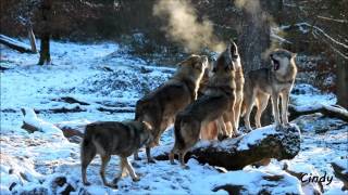 hurlements dune meute de loups gris [upl. by Huff444]