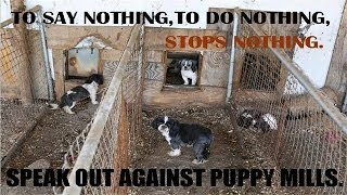 The Shocking Truth About Puppy Mills Documentary in HD [upl. by Baptista736]