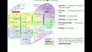 Steroidogenesis  The Biosynthesis of Steroids from Cholesterol [upl. by Nylatsirhc]