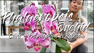 Phalaenopsis Orchid care propagation and rebloom [upl. by Bergess400]