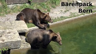 Bears in Bärengraben Bern [upl. by Odrarej]