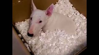 Compilation of Funny Cute Crazy And Epic Moments Bull Terriers Dogs Viral Video  Go Walter [upl. by Berrie705]