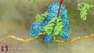 mRNA Translation Advanced [upl. by Aihsercal839]