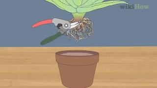 How to Revive a Dying Aloe Vera Plant [upl. by Ailen175]