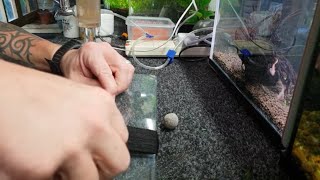 HOW TO BREED KILLIFISH STEEL BLUE LYRETAIL [upl. by Omrelliug548]