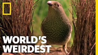 Bowerbird Woos Female with Ring  Worlds Weirdest [upl. by Annawik]