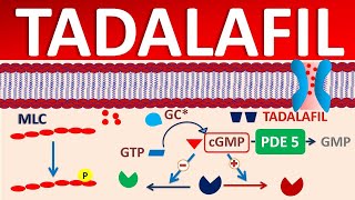 Tadalafil  Mechanism side effects precautions amp uses [upl. by Ferreby]