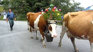 Swiss Cows with their Giant Bells Lead the Parade in Murren  Aug 2011 [upl. by Aihsram989]