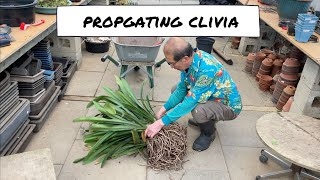 Propogating a Clivia [upl. by Eliathas]