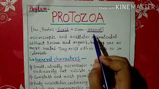 Phylum protozoa characters and classification explained in Hindi [upl. by Fradin]