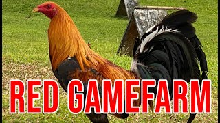 RED GAMEFARM [upl. by Aiderfla350]