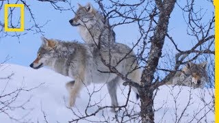 Comment les loups chassent dans la neige [upl. by Pernas]