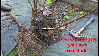 How to propagate your own rootstocks [upl. by Eiznekcm964]