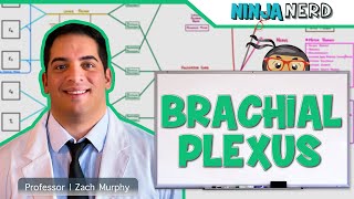 Neurology  Brachial Plexus [upl. by Alyson]