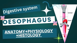 The oesophagus esophagus  Anatomy  physiology  Histology  full detail [upl. by Cannon]