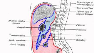 Peritoneal Cavity  Part 1  Anatomy Tutorial [upl. by Drarej]