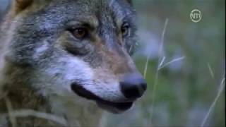 Les loups des montagnes DOC FRENCH [upl. by Ahsercel]