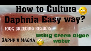 Daphnia MagnaHow to Culture Daphnia Easy wayCulturing Daphnia using Green water Daphnia [upl. by Ative]