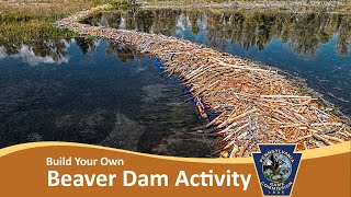 Build Your Own Beaver Dam Activity [upl. by Niarda]