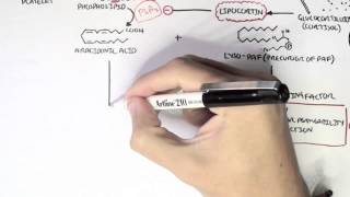 Part I  Aracidonic Acid Metabolites [upl. by Thessa757]