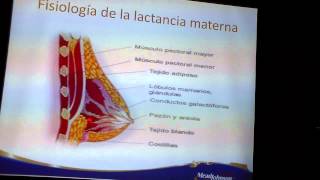 FISIOLOGÍA DE LA LACTANCIA MATERNA [upl. by Eudosia]