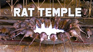 Karni Mata Rat Temple in Bikaner India  The Planet D [upl. by Ylam353]