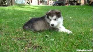 Alaskan Malamute Puppies  5 weeks old HD [upl. by Aneryc317]