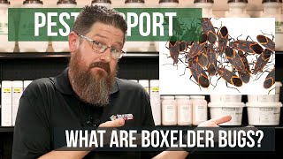 What are Boxelder Bugs  Pest Support [upl. by Annabal413]