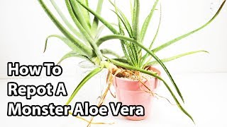 How To Repot And Divide Aloe Vera Plants  Repotting Tips [upl. by Hyman]