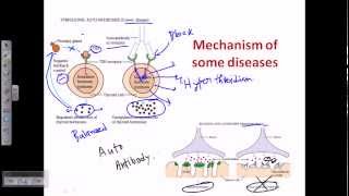 Autoimmunity self immunity [upl. by Fulvi]