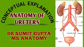 URETER  ANATOMY [upl. by Nosdrahcir]