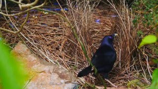 Satin Bowerbird Ptilonorhynchus violaceus ♂ at his bower 6 [upl. by Det]