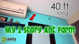 I Made a 2Storey Ant Farm  40 Feet Long [upl. by Gorski]