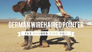 ALL ABOUT GERMAN WIREHAIRED POINTERS [upl. by Oiralednac]