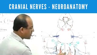 Cranial Nerves  Neuroanatomy [upl. by Anyar]