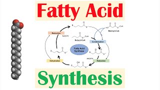 How to Write the Formula for Sulfuic Acid [upl. by Stochmal]