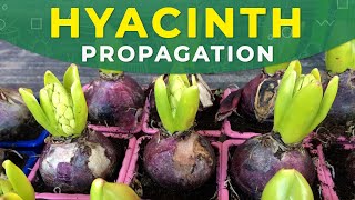 HYACINTH PROPAGATION FROM BULBS  Care for the plant [upl. by Airamzul]