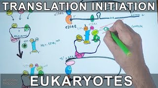 Translation Initiation in Eukaryotes [upl. by Owiat]