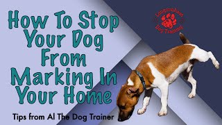 How To Stop Your Dog From Marking In Your Home  Tips From Al The Dog Trainer [upl. by Nnav]