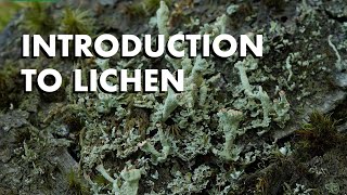 An Introduction to Lichen [upl. by Yelime107]