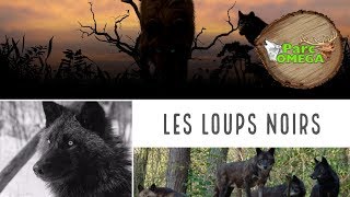 les loups noirs  PARC OMÉGA  La Forêt [upl. by Gnuy]