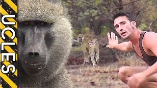 How to approach WILD BABOONS with Andrew Ucles [upl. by Aiyotal]