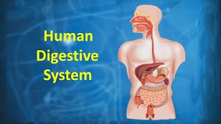 Human Digestive System [upl. by Adigun]